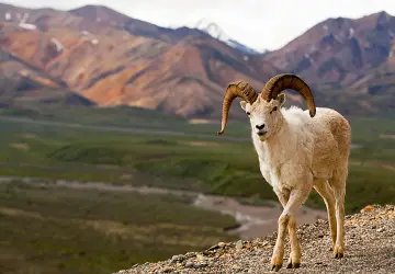 Denali National Park & Preserve