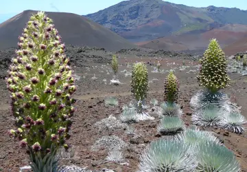 Haleakalā National Park