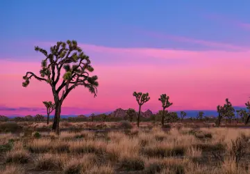 Joshua Tree National Park