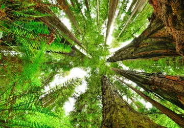 Redwood National Park