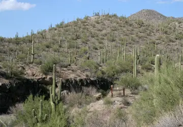 Saguaro National Park